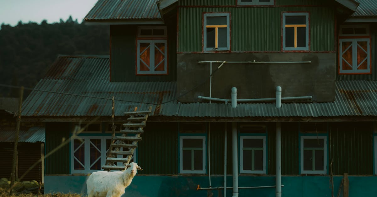 Best Plants for Green Roofs in the UK Climate