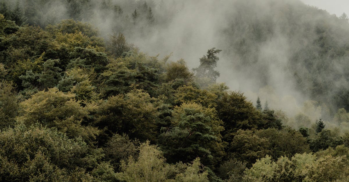 Understanding the Maintenance of Wood Shingle Roofs in the UK